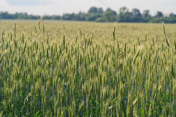 Obraz premium A Beautiful and Vibrant Wheat Field Spreading Out Under a Clear Blue Sky Above Us