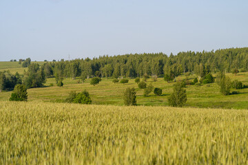 Obraz premium Lush, vibrant green fields and dense forests stretching out under a clear, bright blue sky