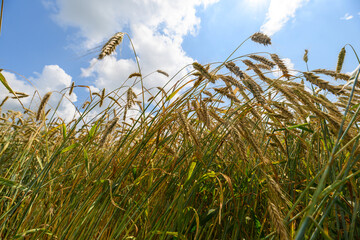 Obraz premium Lush Golden Grains Under a Bright and Beautiful Sky, Shining with Vibrant Colors and Life