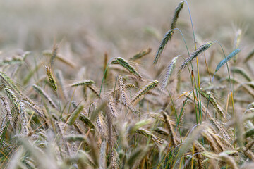 Obraz premium Wheat Field in Soft Light, where natures beauty flourishes under gentle sunlight and breezes