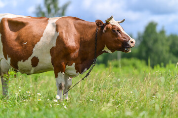 A Beautiful Brown and White Cow Grazing Peacefully in a Lush Green Field of Grass