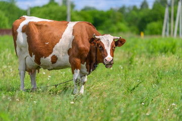 Obraz premium A Beautiful Dairy Cow Contentedly Grazing in the Lush Green Pasture Under a Bright Blue Sky