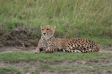 Close Up of a Cheetah Laying Down on the Savanna in Kenya