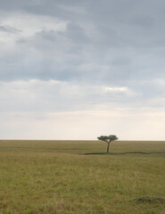 Single Umbrella Thorn Acacia Tree on the African Savanna