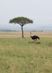 Single Umbrella Thorn Acacia Tree and a North African Ostrich on the African Savanna