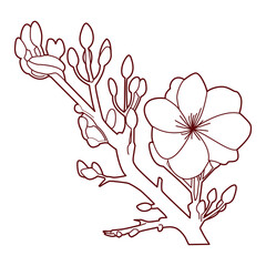  flower traditional vietnamese tet new year