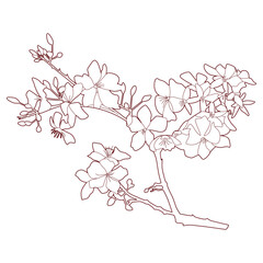  yellow apricot flower traditional lunar new year in vietnam