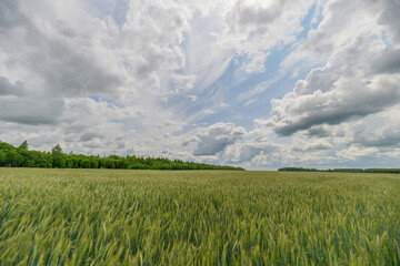 A Lush Green Field Spanning Vast Areas Beneath a Dramatic Sky Full of Clouds and Beauty