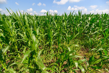 Obraz premium A Colorful and Vibrant Cornfield Beneath a Clear Blue Expansive Sky in Full Summer Glory