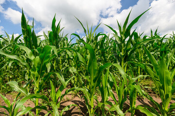 A Beautiful and Vibrant Cornfield Stretching Under Bright Blue Skies in the Countryside