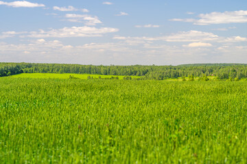 Obraz premium A Lush Green Field Stretched Out Under a Bright Blue Sky Filled with White Clouds