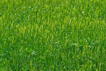 A Beautiful and Vibrant Green Crop Field Surrounded by Nature at Dusk During Sunset