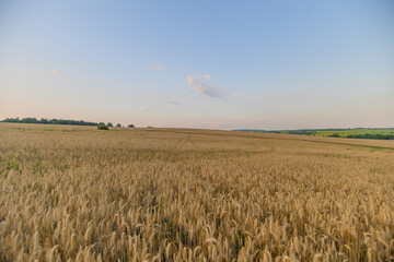 A Beautiful Golden Wheat Field Is Shining Radiantly Underneath the Clear Blue Sky Above It