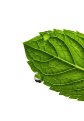 Obraz premium Emerald green mint sprig, torn velvety leaf revealing inner structure, glistening moisture bead, dewy veins. Isolated on clean transparent, extreme macro, fragility and intricate beauty concept.