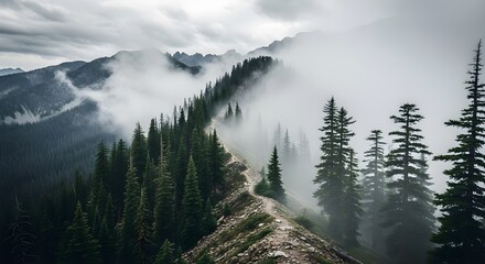 A winding mountain trail through dense evergreen forest shrouded in atmospheric mist