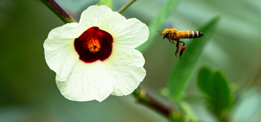 Honey bee on a white Roselle flower in the garden