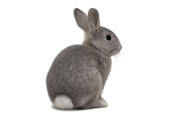 Little domestic rabbit with grey fur and fluffy white tail sitting on a transparent background