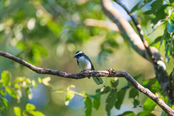 White-browed Fantail perched on a branch, displaying its bold white eyebrow, and striking contrast plumage. Active, agile songbird captured in its natural forest habitat.