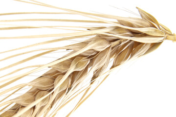 Close-Up Of Dried Wheat Stalks And Grain Heads For Rustic Farm Or Food Theme