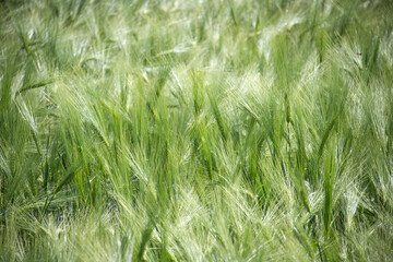 Lush Green Barley Field Swaying Gently in the Sunlight