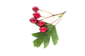 Hawthorn berries and leaf isolated on a white background