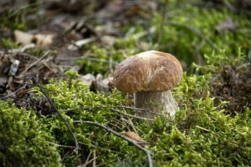 A close-up view of a beautiful cep mushroom growing in the forest