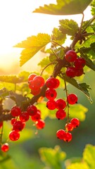 Sun-Kissed Redcurrants - A Vibrant Burst of Summer Flavors.