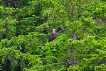 American Bald Eagle near Ketchikan, Alaska.