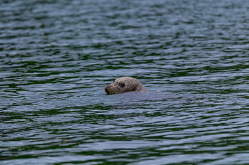Harbor Seal in Tongass Narrows, in Ketchikan, Alaska.