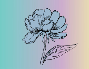 vector illustration of a flower