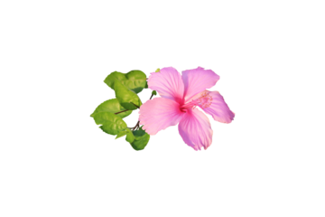 pink flowers hibiscus local flora of asia arrangement flat lay style