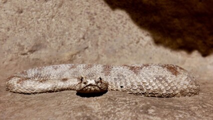  Arabian Horned Viper statues displayed inside the Sheikh Zayed Desert Learning Centre in Al Ain Zoo