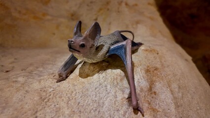 Vampire bat statues displayed inside the Sheikh Zayed Desert Learning Centre in Al Ain Zoo.
