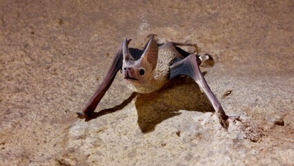 Vampire bat statues displayed inside the Sheikh Zayed Desert Learning Centre in Al Ain Zoo.