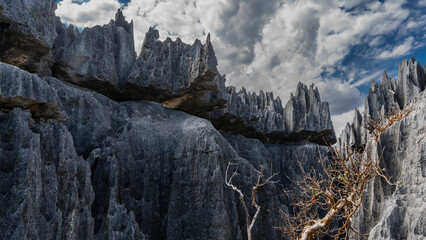 Karst rocks. Close-up. Steep, furrowed slopes, sharp peaks against a background of blue sky and clouds. In the foreground is a leafless tree with a twisted trunk and branches. Madagascar. Tsingy 