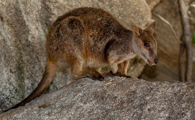 Allied Rock Wallaby (also known as a Weasel Rock-wallaby) looking for food on boulders near it's small cave. Scientific name Petrogale assimilis.