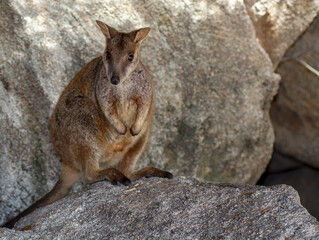 Allied Rock Wallaby (also known as a Weasel Rock-wallaby) looking for food on boulders near it's small cave. Scientific name Petrogale assimilis.