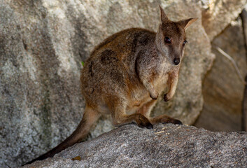 Allied Rock Wallaby (also known as a Weasel Rock-wallaby) looking for food on boulders near it's small cave. Scientific name Petrogale assimilis.