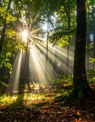 Sunlight Filtering Through Trees in a Lush Forest Landscape.