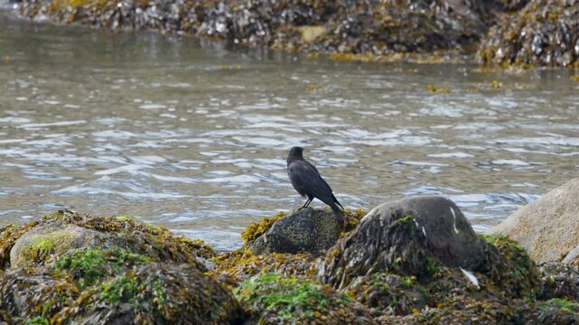 Crow Perched on Rocky Shoreline at Low Tide, Scotland