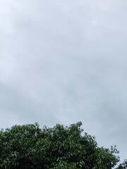 Cloudy Sky and Nature Trees Collection