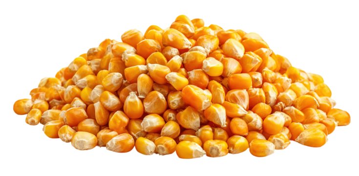 close up of corn seeds can be use as background