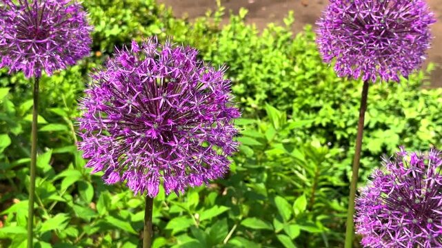 The bright purple ornamental onion Allium Globemaster blooms in the lush green garden on tall stems, displaying its unique spherical heads.