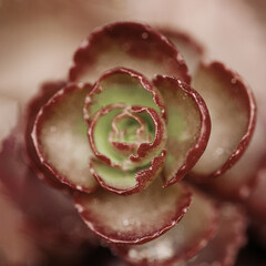 Macro closeup of succulent plant with delicate rosette-shaped leaves, fine details and soft natural light. Geometric beauty of nature. Background for eco-friendly concept, botanical design, dark brown