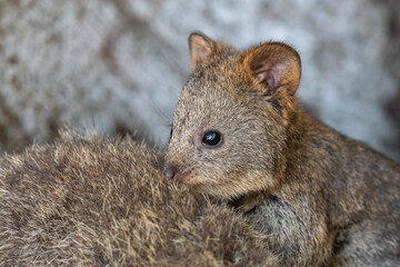 Baby quokka (Setonix brachyurus) rests against its mother, Rottnest Island, Western Australia