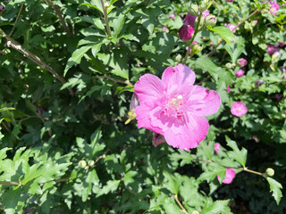 ピンク色のムクゲの花