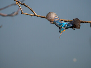 獲物を見付けて飛び出したカワセミ