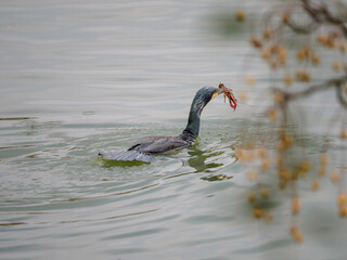 ザリガニを捕まえたカワウ