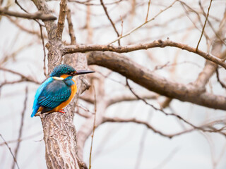 ひと休みしているカワセミ