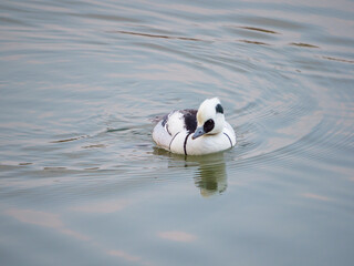 優雅にたたずむミコアイサ